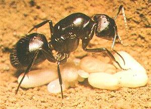 螞蟻蛋