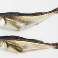 叉牙指魚 叉牙指魚