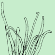 苔垢菜 苔垢菜