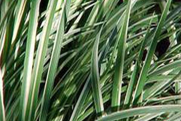 Carex siderosticha \x27Kisokaido\x27 SPRING SNOW Carex siderosticha \x27Kisokaido\x27 SPRING SNOW