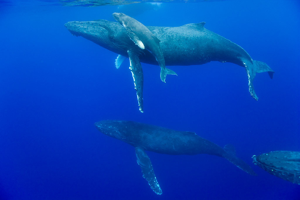 鯨類保護生物學學科組