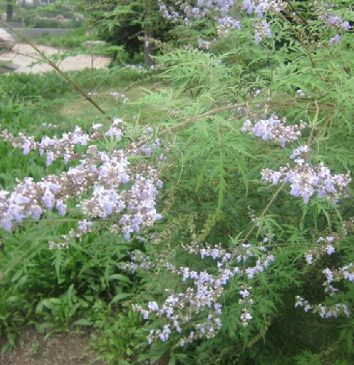 牡荊根 牡荊根