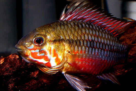 鉤潛魚屬 鉤潛魚屬