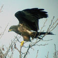 黑鳶(鳶(黑鳶通稱)) 黑鳶(鳶(黑鳶通稱))
