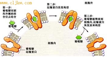 紅細胞質膜載體蛋白促進葡萄糖擴散示意圖