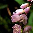 顯花蓼 顯花蓼