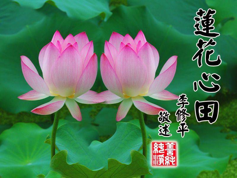 蓮花心田 蓮花心田