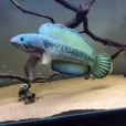 雷龍魚