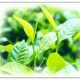 大葉種茶