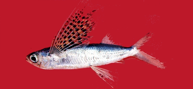 背斑燕鰩魚