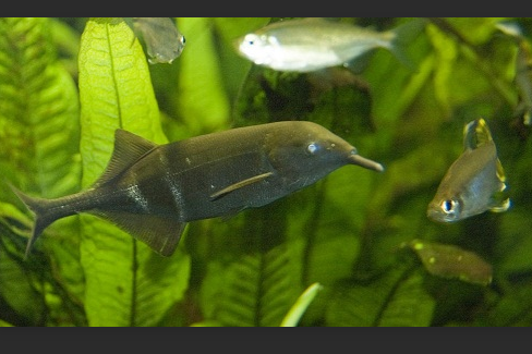 象吻魚 象吻魚