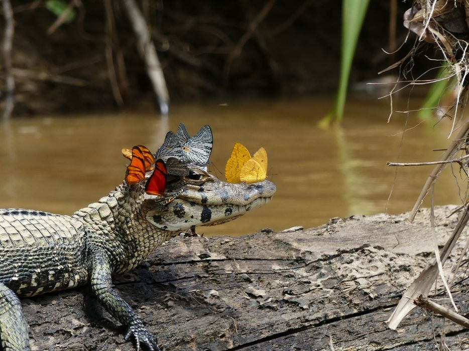 Butterflies and caiman