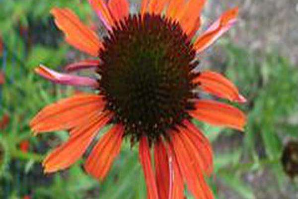 Echinacea \x27Hot Summer\x27