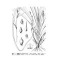 叢薹草亞組 叢薹草亞組