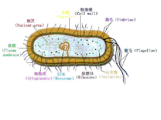 原核細胞型微生物