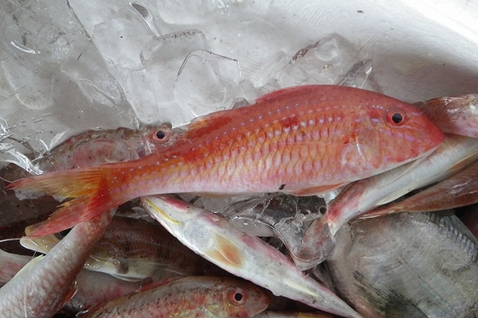 鯡鯉 鯡鯉