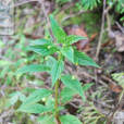 多枝香草 多枝香草
