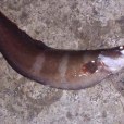 多須鼬魚 多須鼬魚