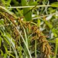 山林薹草(山林苔草) 山林薹草(山林苔草)