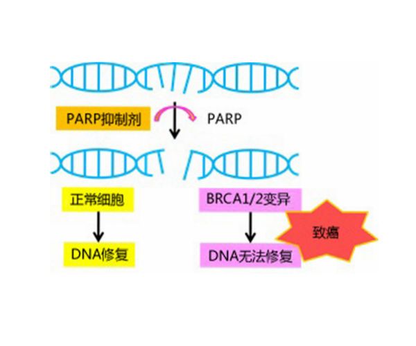 PARP抑制劑 PARP抑制劑