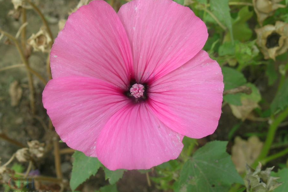 花葵苷 花葵苷
