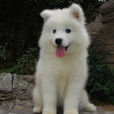 薩莫耶犬 薩莫耶犬