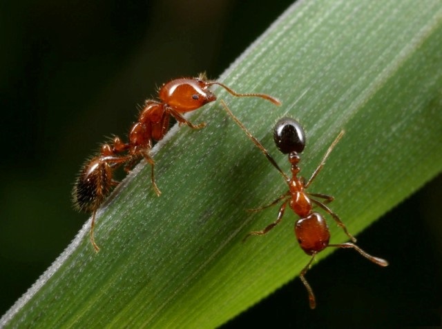 火蟻屬