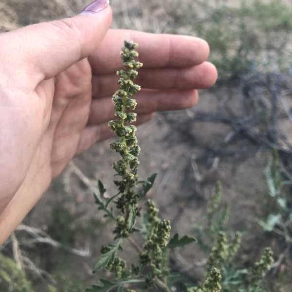 Ambrosia acanthicarpa