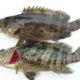雙棘石斑魚 雙棘石斑魚