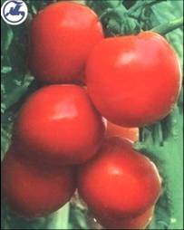 無子番茄
