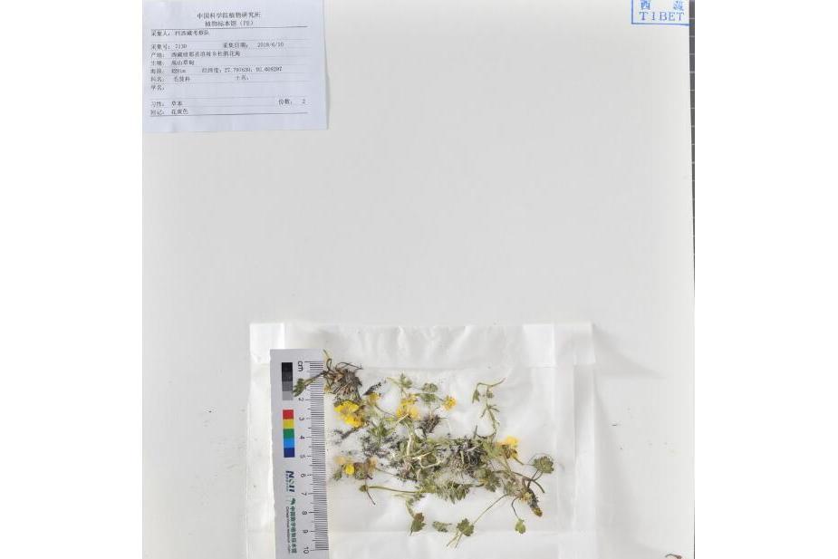 基隆毛茛 基隆毛茛