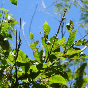Coccoloba hondurensis