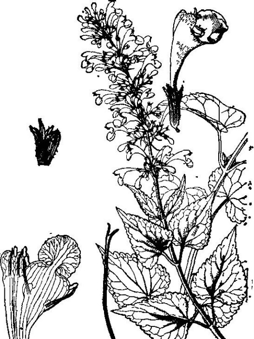 浙荊芥 浙荊芥