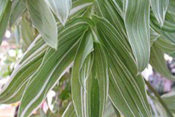 Tradescantia fluminensis \x27Albovittata\x27 Tradescantia fluminensis \x27Albovittata\x27