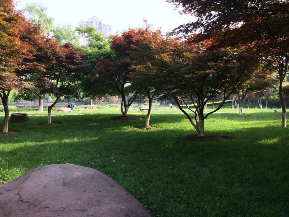 紅楓園 紅楓園