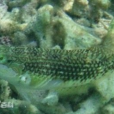 彩虹海豬魚 彩虹海豬魚