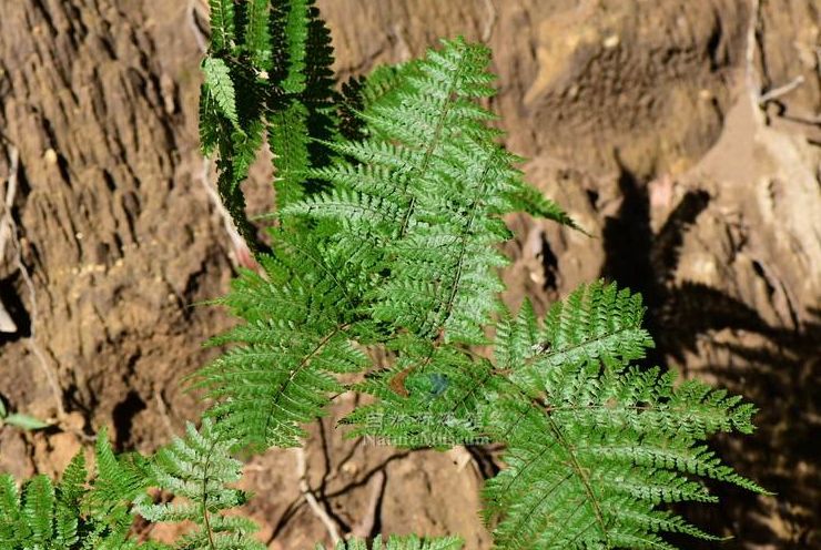 稀子蕨(稀子蕨科稀子蕨屬植物) 稀子蕨(稀子蕨科稀子蕨屬植物)