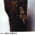 龍眼亥麥蛾