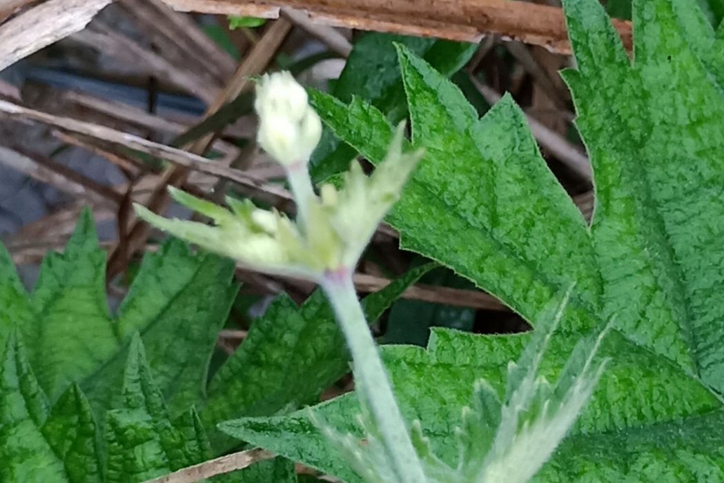 八角麻(蕁麻科苧麻屬植物) 八角麻(蕁麻科苧麻屬植物)