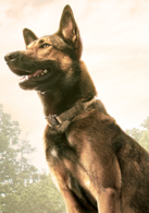 軍犬麥克斯