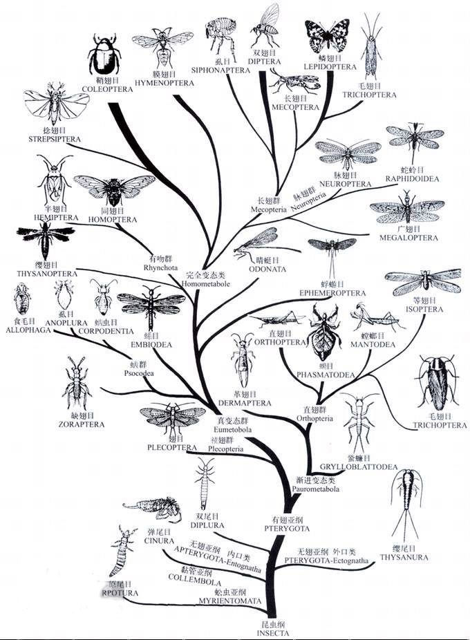 昆蟲綱樹形圖