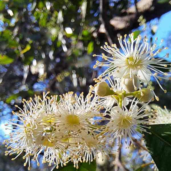 Plinia rivularis