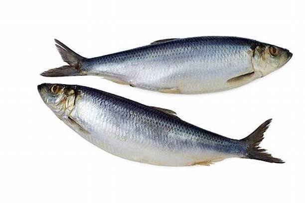 理氏沙丁魚 理氏沙丁魚