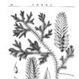 小葉光萼苔 小葉光萼苔