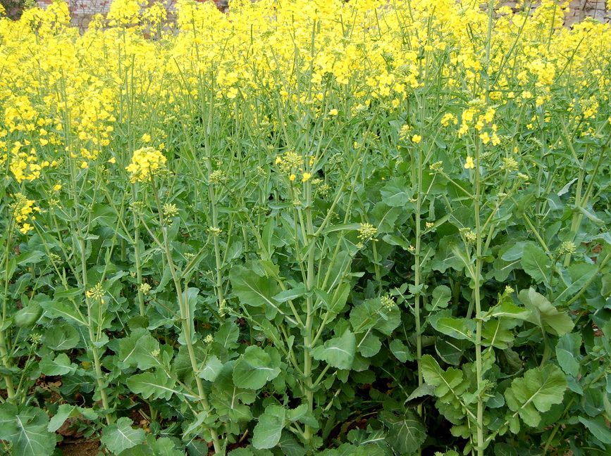 川油47 川油47