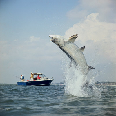 捕殺大西洋鯖鯊