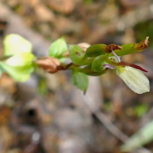 Stigmatodactylus aegeridantennatus