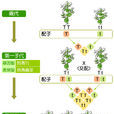 顯性性狀 顯性性狀