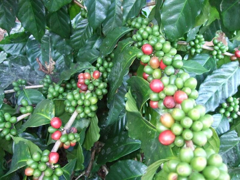 咖啡種植