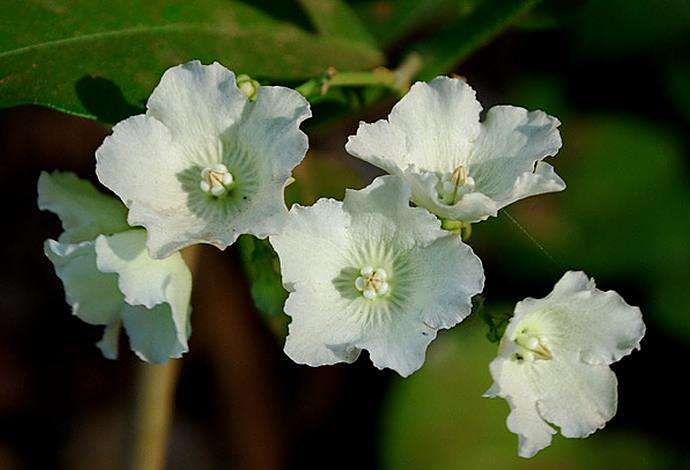 紐子花 紐子花